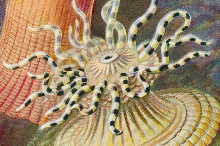 Sea Anemones, Ernst Haeckle Illustrated Print, 1800 Historical Pix