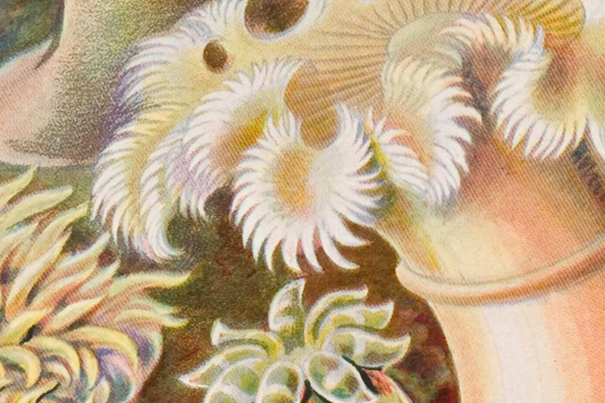 Sea Anemones, Ernst Haeckle Illustrated Print, 1800 Historical Pix