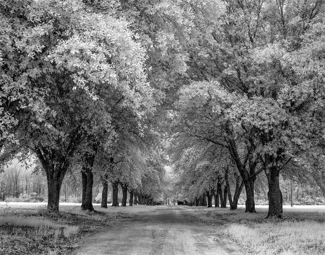 Southeast Texas, Big Thicket National Preserve Historical Pix