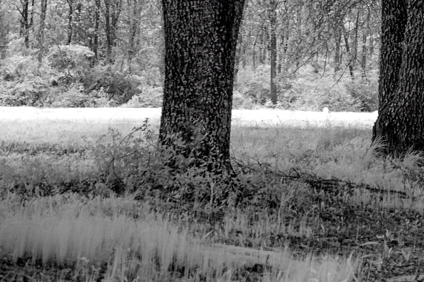 Southeast Texas, Big Thicket National Preserve Historical Pix