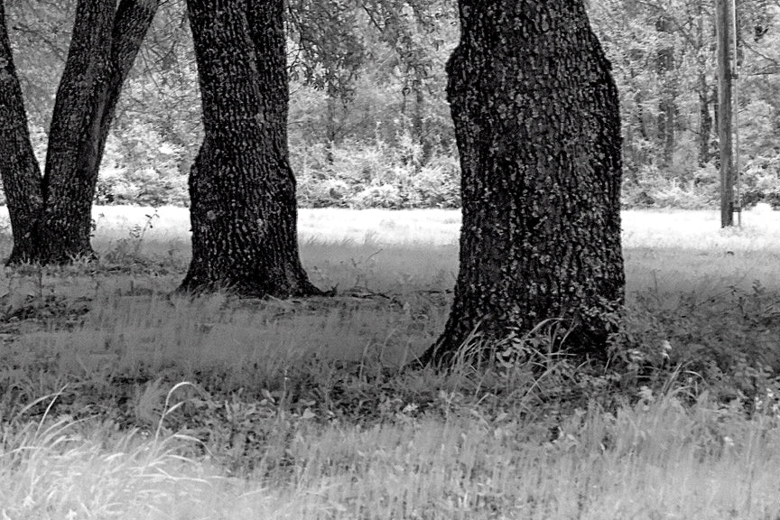 Southeast Texas, Big Thicket National Preserve Historical Pix