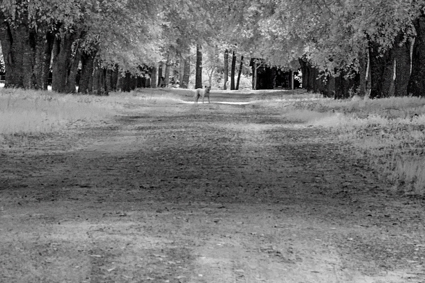 Southeast Texas, Big Thicket National Preserve Historical Pix