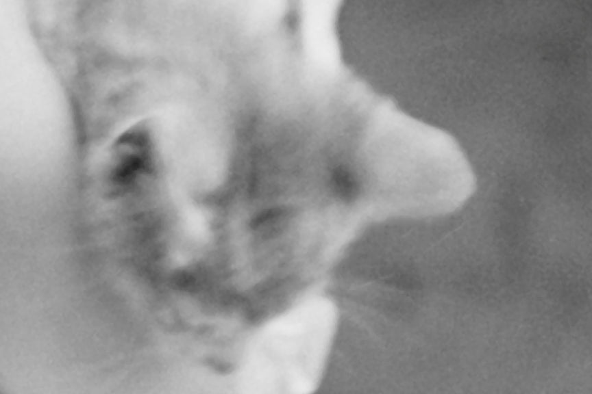 Springer Spaniel Dog, Girl and Pet Cat Historical Pix