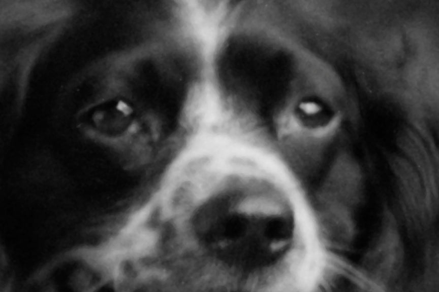 Springer Spaniel Dog, Girl and Pet Cat Historical Pix