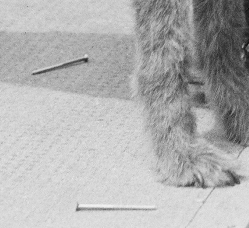 Terrier Celebrates Birthday, President Harding&#39;s Dog, 1921 Historical Pix