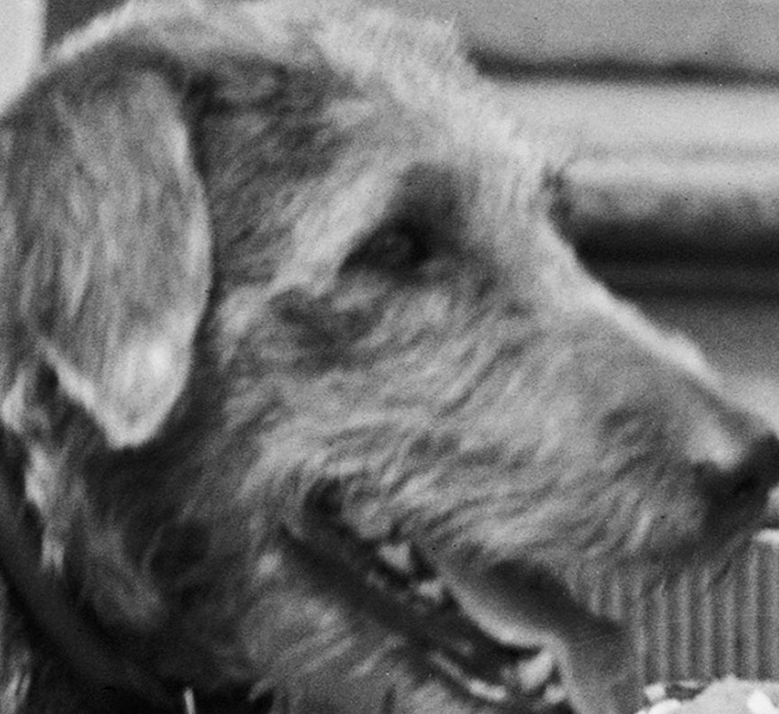 Terrier Celebrates Birthday, President Harding&#39;s Dog, 1921 Historical Pix