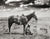 Texan Cowboy and His Horse, 1910 Historical Pix