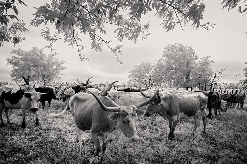 Texas Country Photo Collection Historical Pix