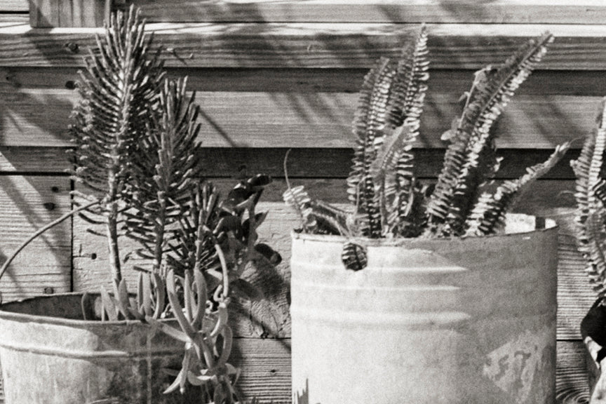 Texas Farmhouse, Linens in the Window &amp; Potted Plants, 1939 Historical Pix