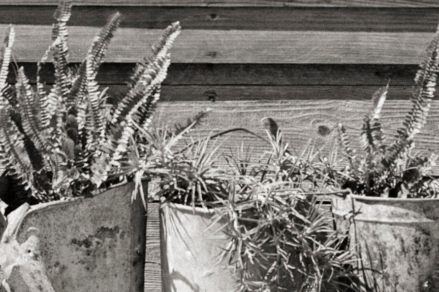 Texas Farmhouse, Linens in the Window &amp; Potted Plants, 1939 Historical Pix