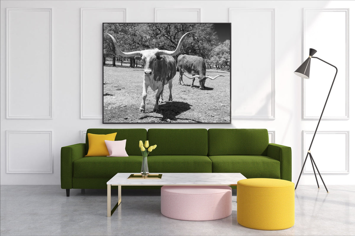 Texas Longhorn Steer Photo Historical Pix