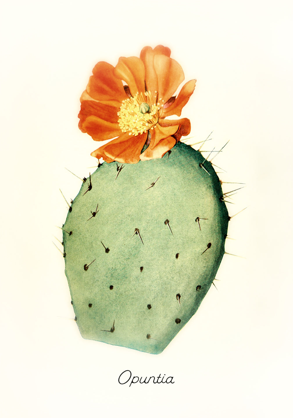 Vintage Cactus Reproduction Print Historical Pix