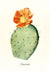 Vintage Cactus Reproduction Print Historical Pix